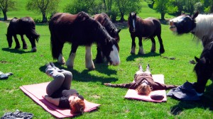 Stage yoga et cavaliers au domaine de Firfol